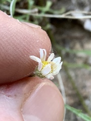 Erigeron sionis