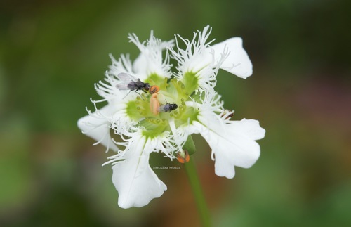 Image of Parnassia wightiana by (c) Dee Shea Himes, some rights reserved (CC BY)