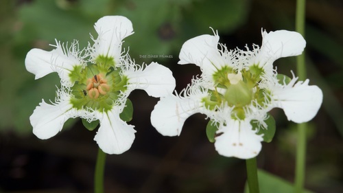 Image of Parnassia wightiana by (c) Dee Shea Himes, some rights reserved (CC BY)