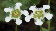 Dee Shea Himes, CC BY, iNaturalist via GBIF Parnassia wightiana, photograph Dee Shea Himes, CC BY, iNaturalist via GBIF