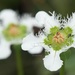 Celastraceae - Photo (c) Dee Shea Himes, μερικά δικαιώματα διατηρούνται (CC BY), uploaded by Dee Shea Himes