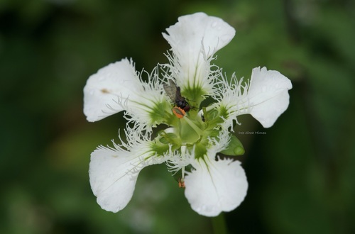 Parnassia wightiana, photograph 3