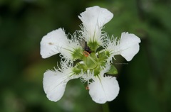 Dee Shea Himes, CC BY, iNaturalist via GBIF Parnassia wightiana, photograph Dee Shea Himes, CC BY, iNaturalist via GBIF