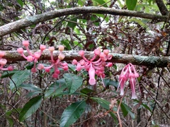 Satyria warszewiczii