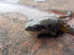 Eleutherodactylus nitidus