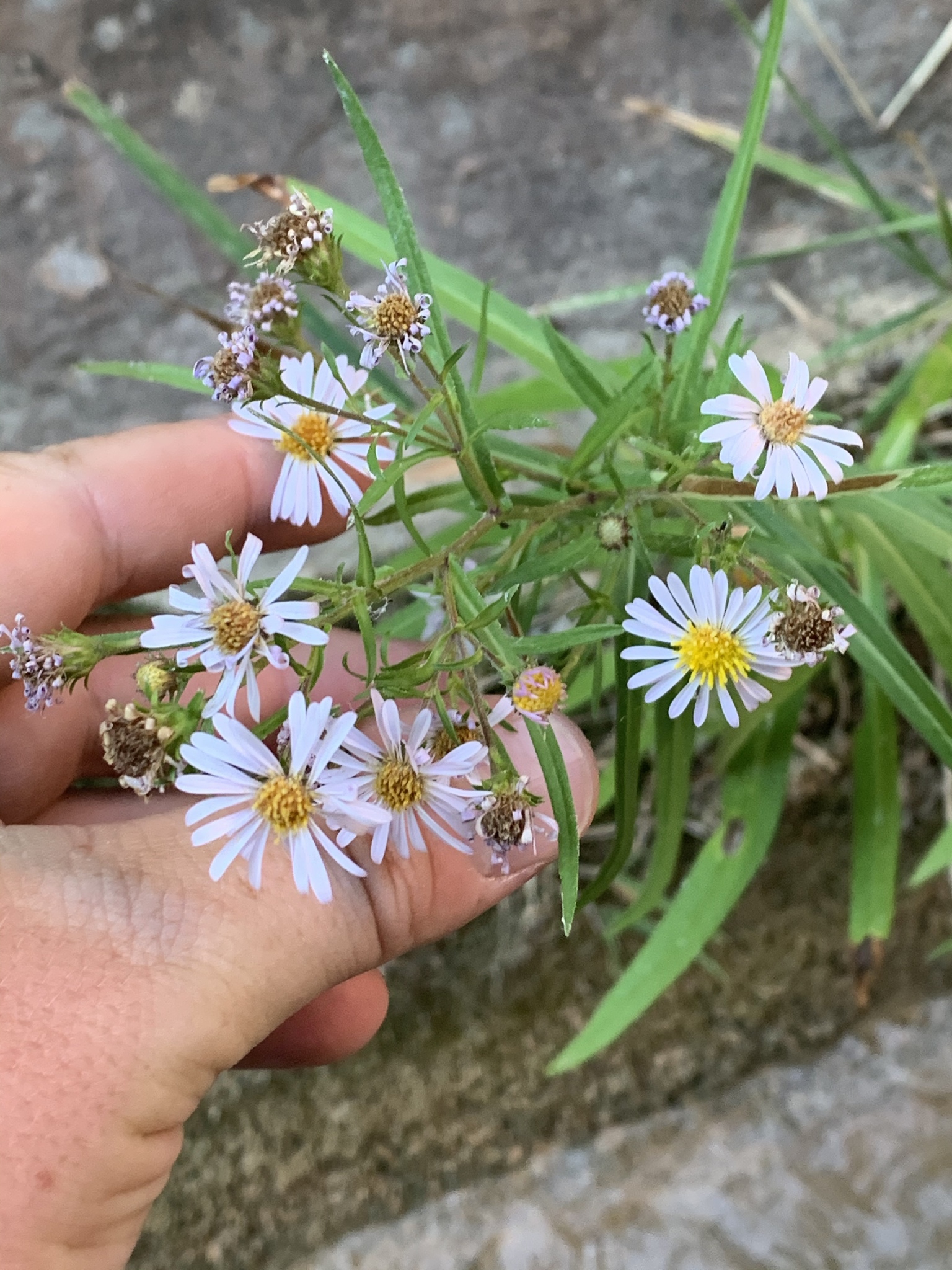 Symphyotrichum welshii