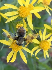 Sericomyia flagrans