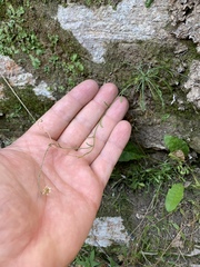 Erigeron sionis
