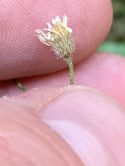 Erigeron sionis