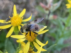 Sericomyia flagrans