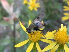 Sericomyia flagrans