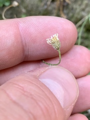 Erigeron sionis