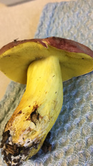 Boletus roodyi
