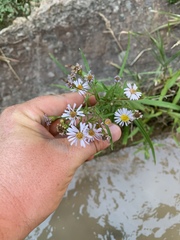 Symphyotrichum welshii