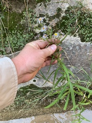 Symphyotrichum welshii