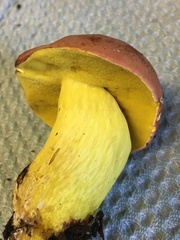 Boletus roodyi