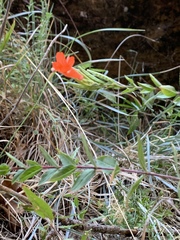 Epilobium canum garrettii