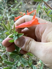 Epilobium canum garrettii