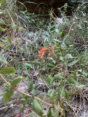 Epilobium canum garrettii