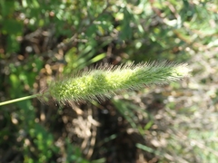 Setaria viridis pycnocoma