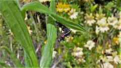 Apiomerus californicus
