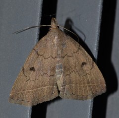 Zanclognatha protumnusalis