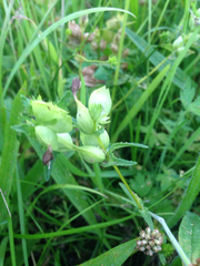 Rhinanthus minor