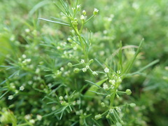 Cyclospermum