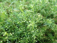 Cyclospermum
