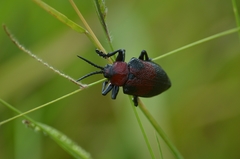 Coraliomela aeneoplagiata