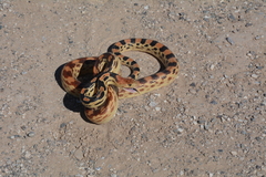 Pituophis vertebralis