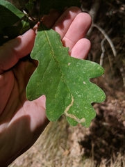 Cameraria tubiferella