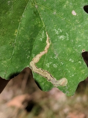 Cameraria tubiferella