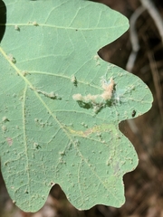 Cameraria tubiferella