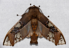 Parathyris cedonulli