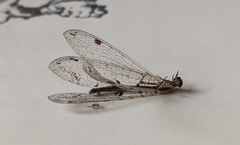 Dendroleon speciosus