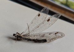 Dendroleon speciosus