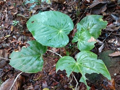 Anthurium tysonii