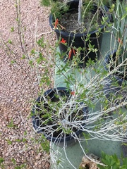 Justicia californica
