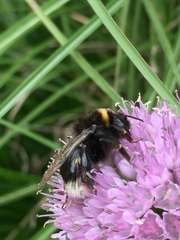 Bombus lucorum
