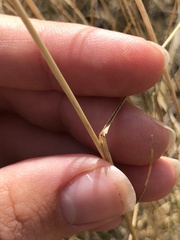 Hesperostipa curtiseta