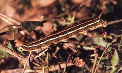 Hyles livornica