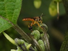 Tetragonisca angustula image