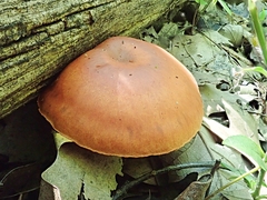 Gymnopilus liquiritiae