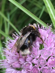Bombus lucorum