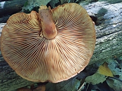 Gymnopilus liquiritiae