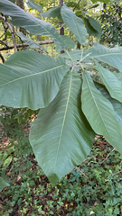 Magnolia macrophylla