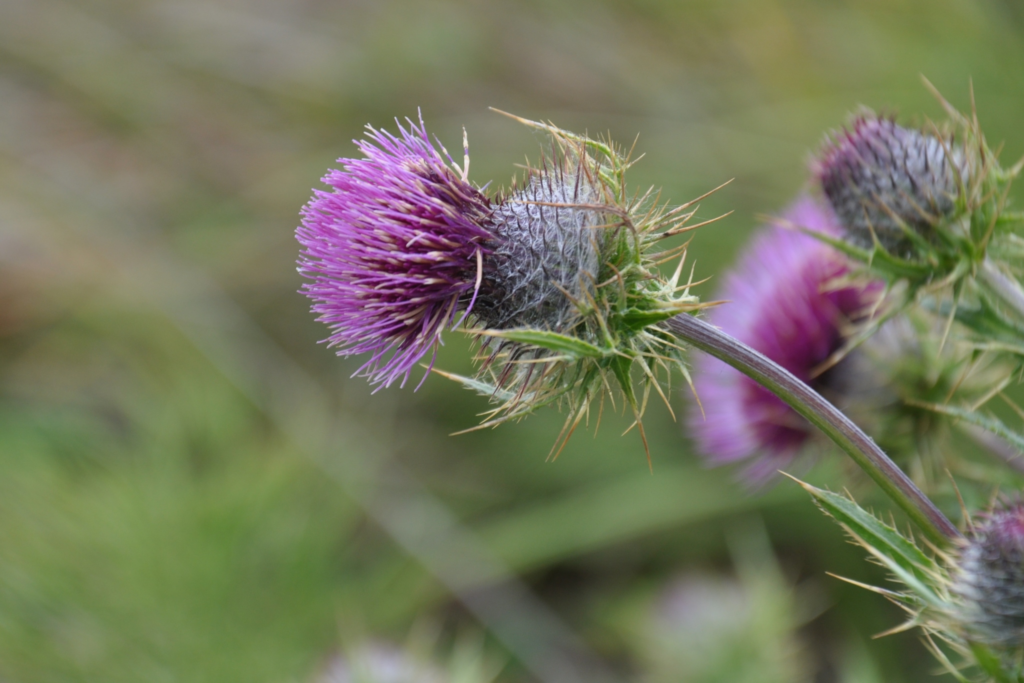 Cirsium andrewsii