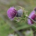 Cirsium andrewsii - Photo (c) Michael Chassé, alguns direitos reservados (CC BY-NC-ND), uploaded by Michael Chassé