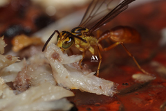 Agelaia centralis image